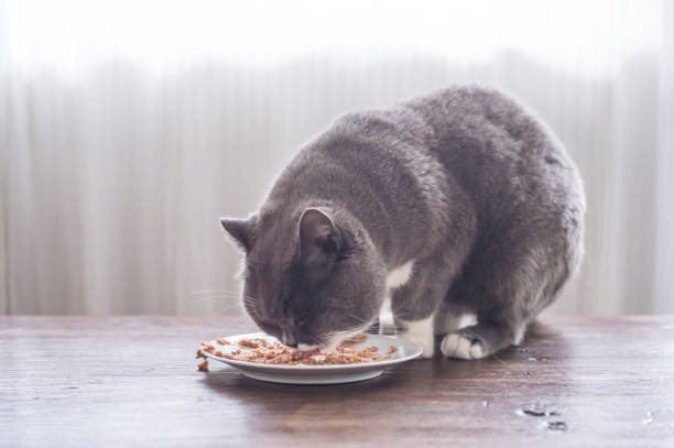 istock Gray British shorthair cats are eating 847134344