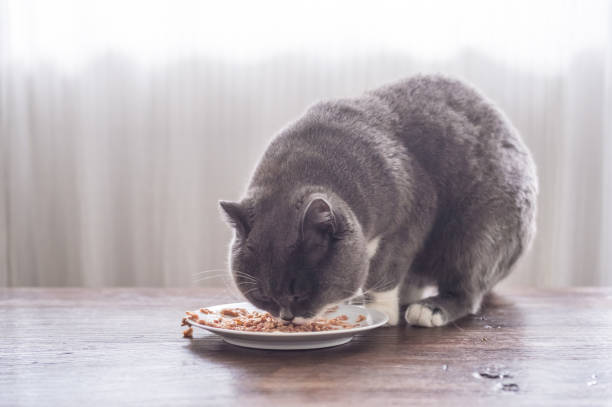 istock Gray British shorthair cats are eating 847134358