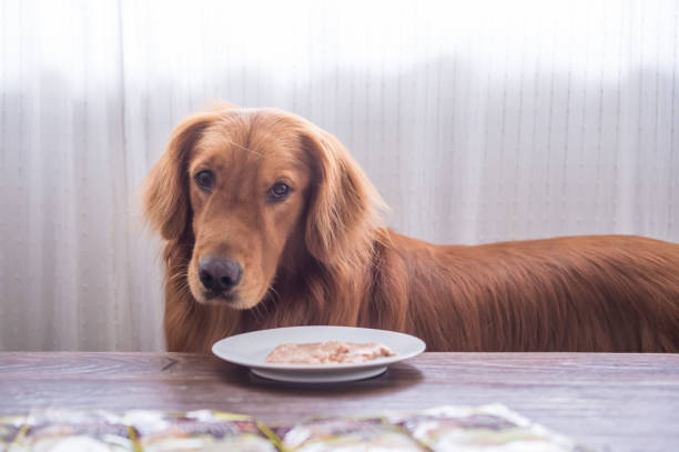istock The Golden Retriever eating 847134360