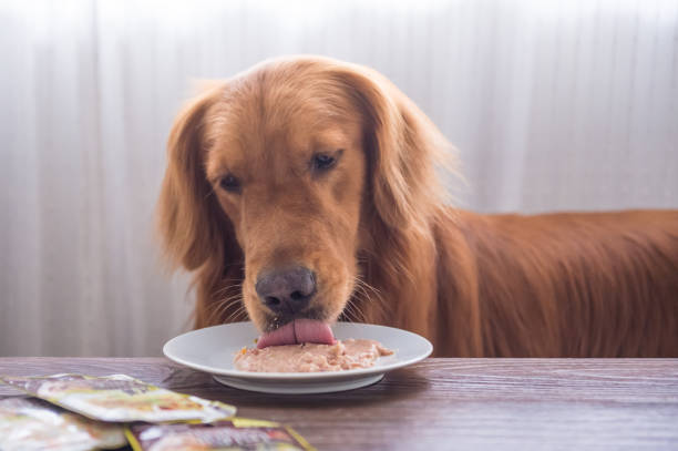 istock The Golden Retriever eating 847134376