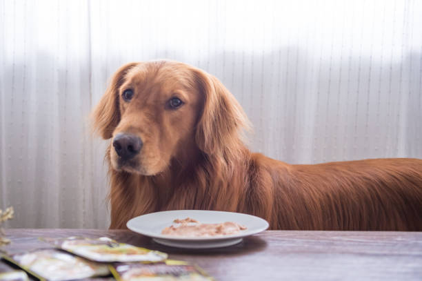 istock The Golden Retriever eating 847134390