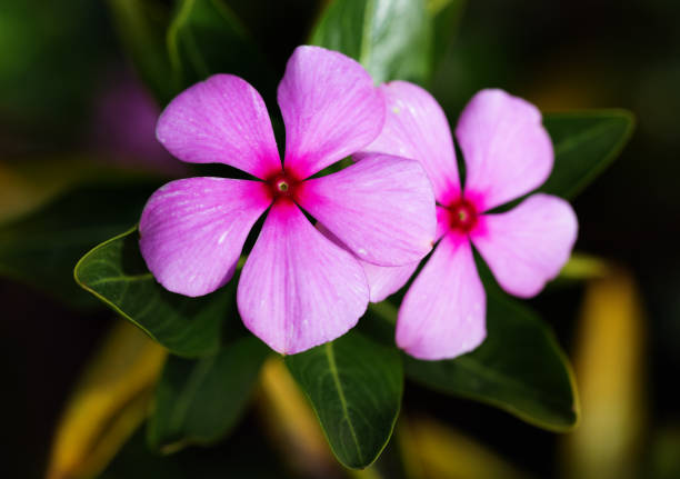 The beautiful little pink flowers of the Vinca, Periwinkle, or New Guinea Impatiens against a dark, leafy background with copy space.