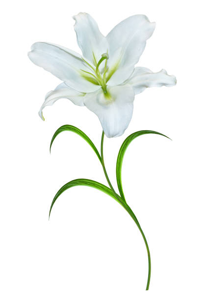 istock Flower lily isolated on white background. 847137842