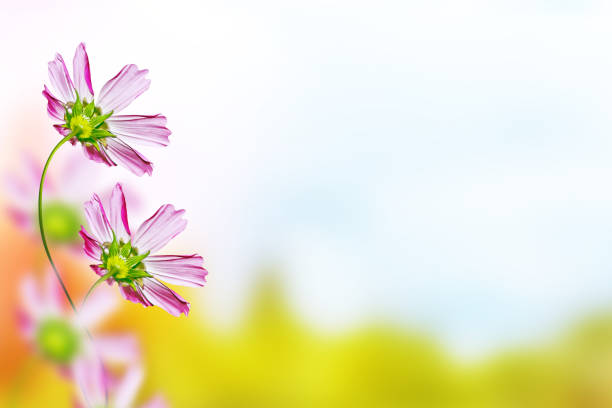 istock Colorful cosmos flowers 847137976