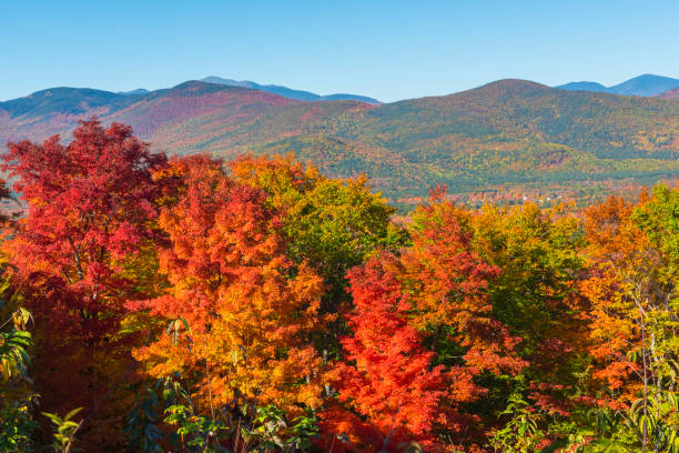 Indian Summer in New Hampshire, USA Indian Summer at White Mountain National Forest in New Hampshire, USA deciduous tree stock pictures, royalty-free photos & images
