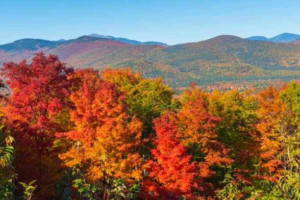 индийское лето в нью-гемпшире, сша - nobody maple tree deciduous tree tree стоковые фото и изображения