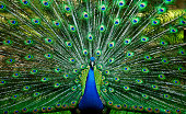 Blue Peacock