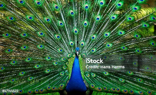 79,343 Peacock Stock Photos, Pictures & Royalty-Free Images - iStock |  Peacock feather, Peacock pattern, Peacock vector