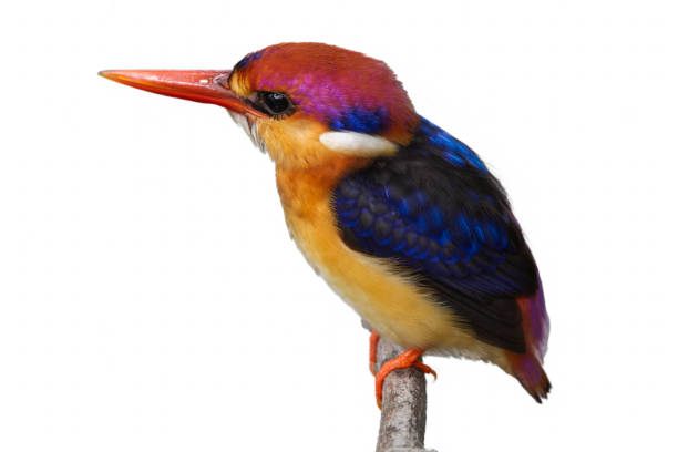istock The Oriental dwarf kingfisher 847144774