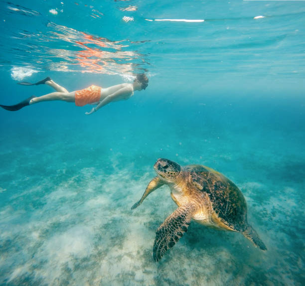 istock Young boy Snorkel swim with green sea turtle, Egypt 847144946