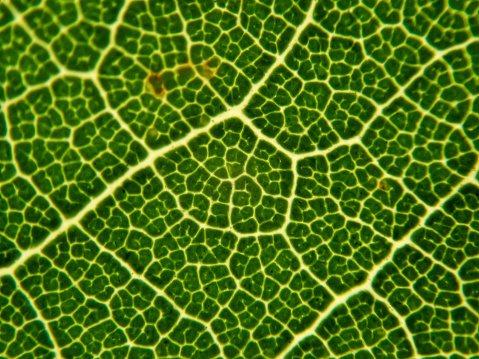 Leaf (leaf) is a food-producing part of the photosynthetic process. Leaves vary in size and shape, divided into two major types, according to different characteristics.
