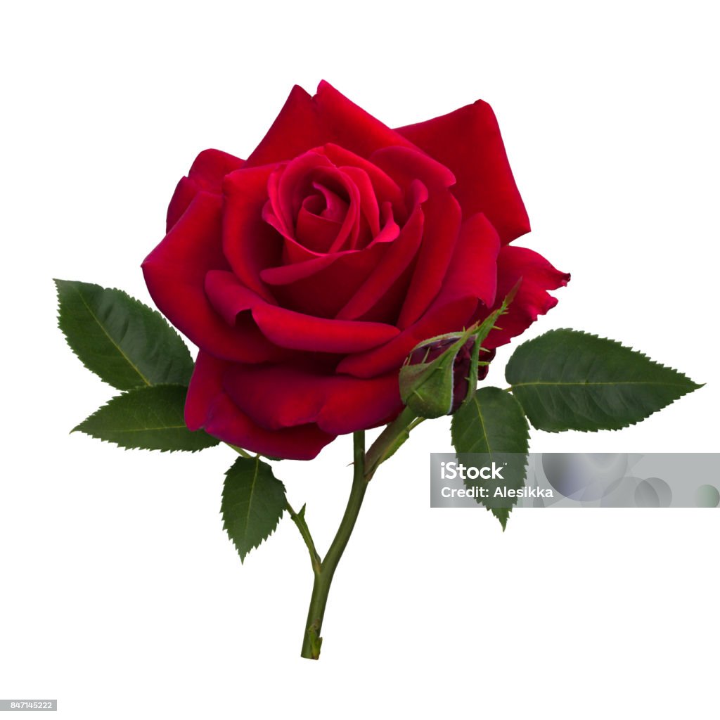 Dark red rose Dark red rose with green leaves isolated on white background Rose - Flower Stock Photo