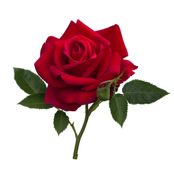Photo of Dark red rose