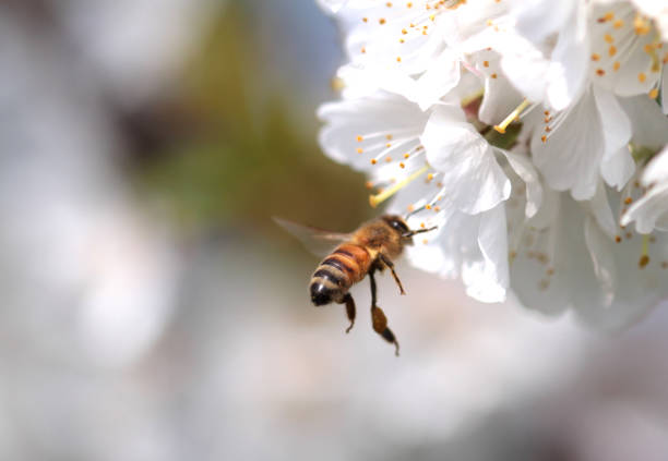 istock Honey bee collecting pollen from flowers. 847148036