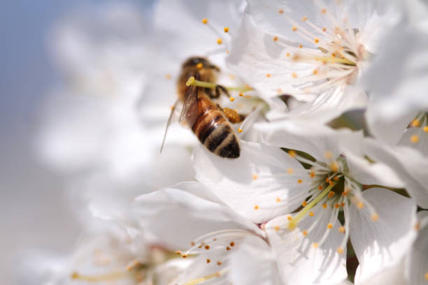 istock Honey bee collecting pollen from flowers. 847148092