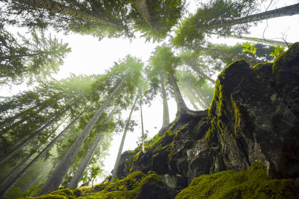 istock Divine forest in the high mountain 847148280