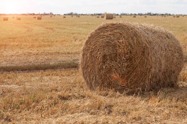 istock Hay in the field 847151954