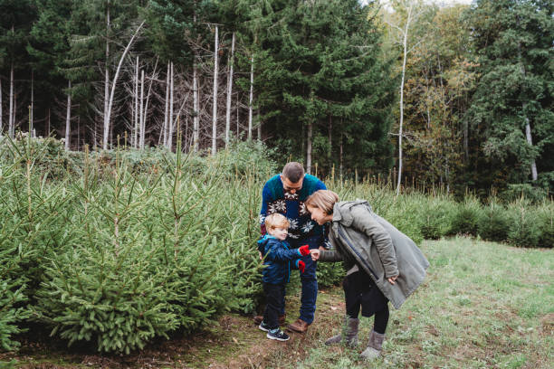istock Family choosing a Christmas tree together 847153180