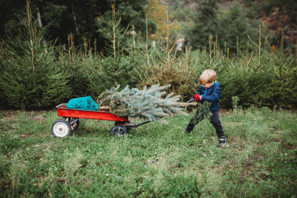 Cute child carrying a Christmas tree