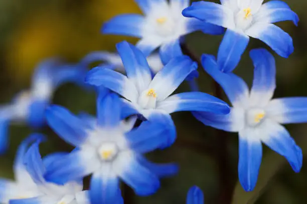 Flowers of glory of the snow (Chionodoxa luciliae)