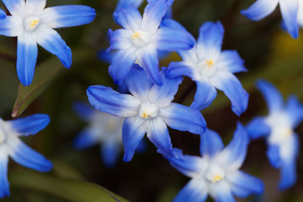 istock Glory of the snow (Chionodoxa luciliae) 847156042