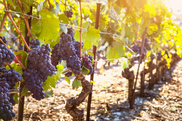 익은 검은 포도, 포도 나무 햇살 가득한가 포도밭, 추수의 무리 - winery autumn vineyard grape 뉴스 사진 이미지