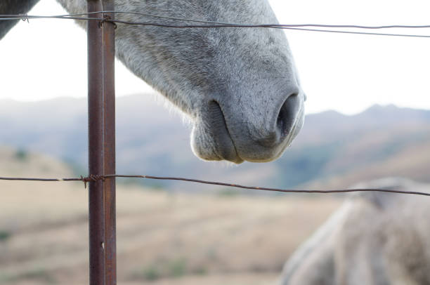 A horse A detail shot of a horses face with its mouth in focus through a farm fence uffington horse stock pictures, royalty-free photos & images