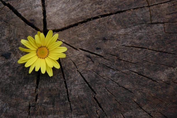 A yellow daisy in a wooden log