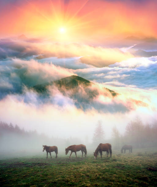 istock Horses in the fog at dawn 847165666
