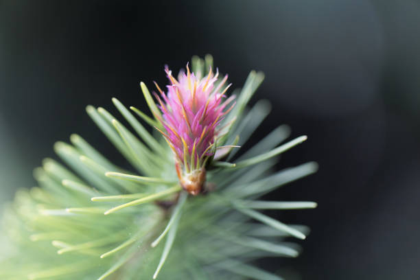 istock Flower of a douglas fir 847165882