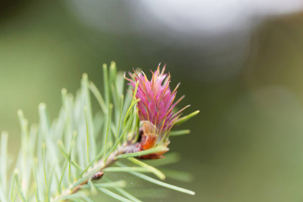 Flower of a douglas fir (Pseudotsuga menziesii)