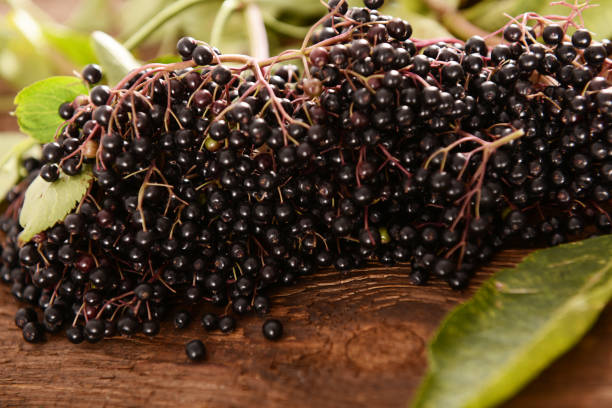istock Elderberry fruits 847168478