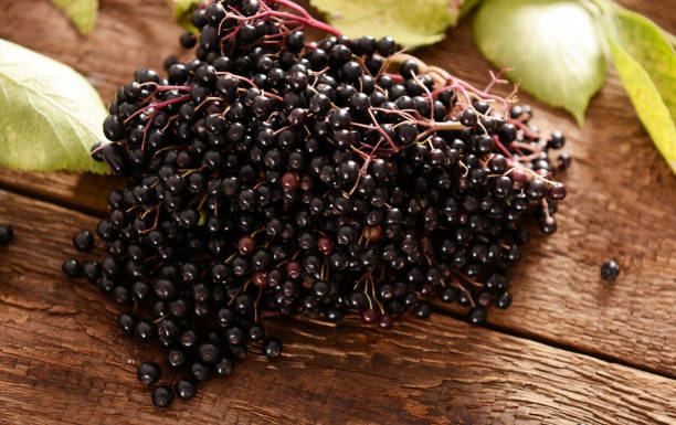 istock Elderberry fruits 847168516