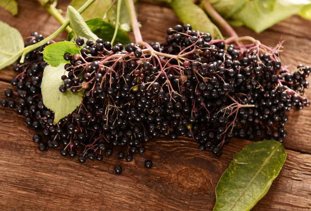istock Elderberry fruits 847168520