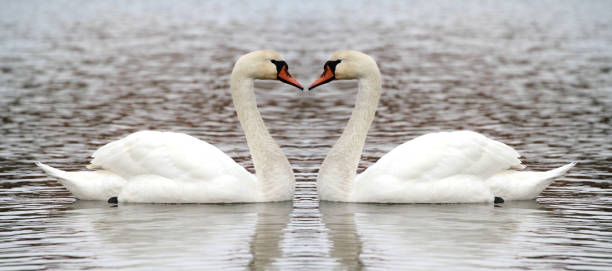 istock Two swan on the lake 847176328