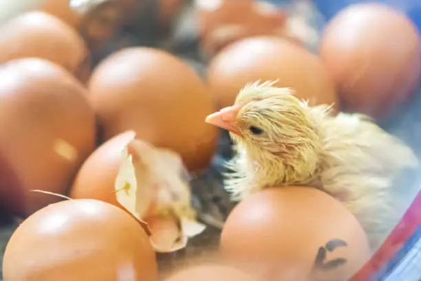 Chicks in an incubator