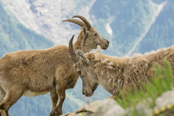 istock Ibex in the French Alps. 847182892