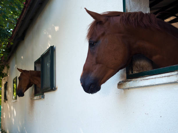 istock thoroughbred horses standing in the stable door 847186488