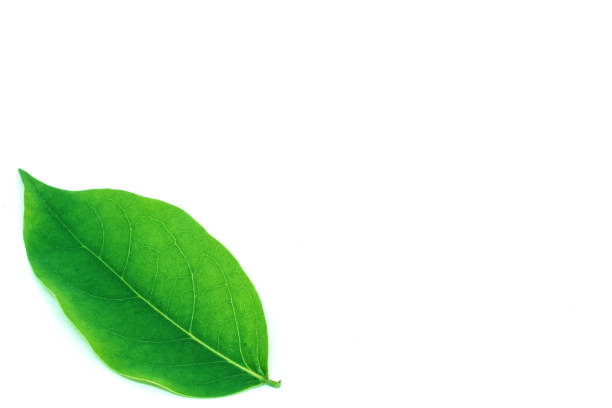 istock Collage of leaves on white background. 847198148