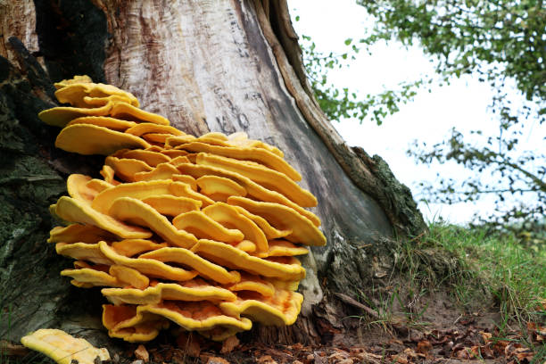 istock yellow mushroom parasite on tree 847199006