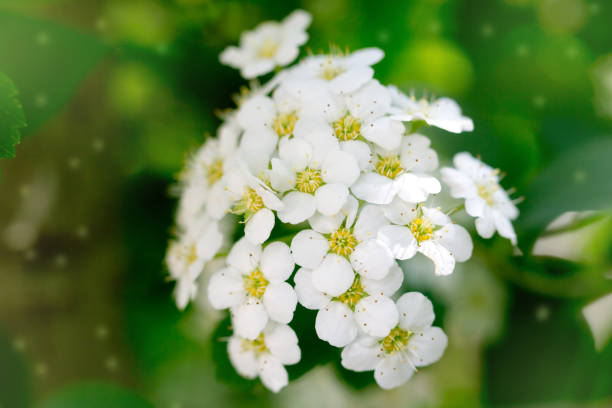 istock beautiful white flowers in nature. macro 847199112