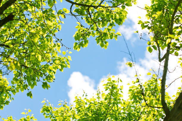 istock tree branches against the sky on the nature 847202362