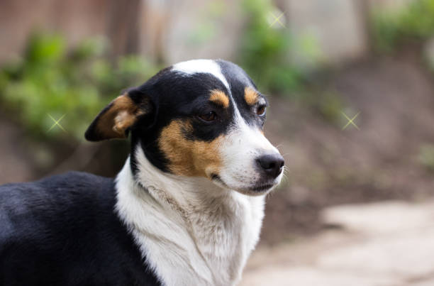 istock portrait of mongrel dogs 847202484