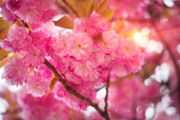 istock Ukrainian Sakura in the Carpathians 847217198