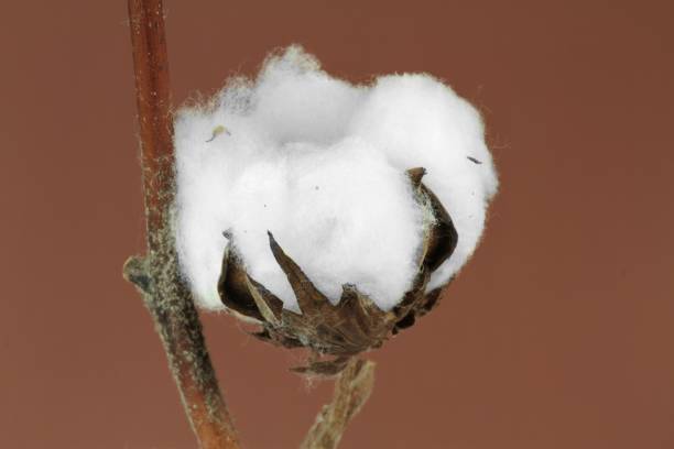 baumwolle-pflanze und baumwolle-text - cotton plant dry branch stock-fotos und bilder