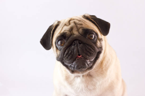 Sitting dog pug with big eyes isolated