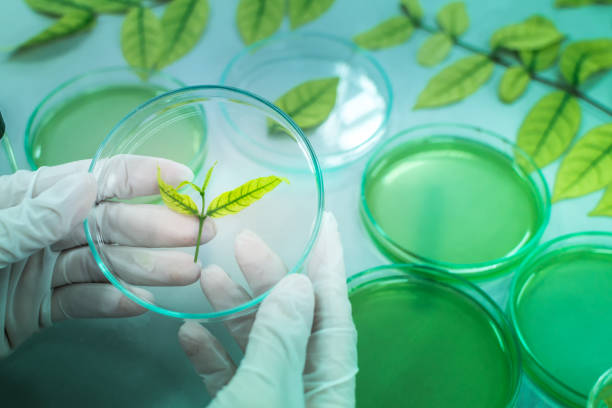 istock research herbal medicine at lab , test pharmaceutical 847222790