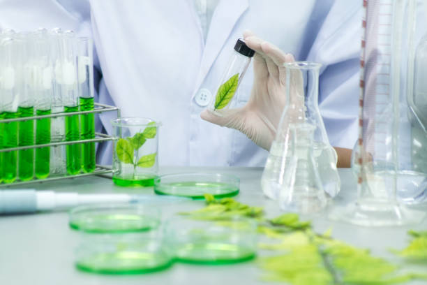 istock research herbal medicine at lab , test pharmaceutical 847222870
