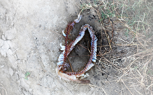 Shed skin of living snake after moulting outdoors.