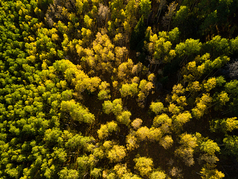 Aspen Trees in Autumn from Above - Scenic nature view with fall colors. Colorado USA.